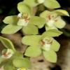 Leafless Orchid Chiloschista segawai, pale green or yellow flowers view 1