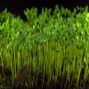 12oz Cat Grass Mix - Wheatgrass, Flax and Barley Seed. Seeds for Microgreens -Hard Red Wheat- Non GMO - Country Creek Acres LLC - Grown in The USA view 4