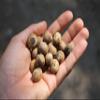 100%Organic Ground Capomo Infusion view 4