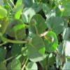 Capers in Sea Salt - La Nicchia - Pantelleria Island, Sicily - 500g view 3
