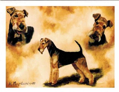 Airdale Terrier Trio Notecard Set - 12 Note Cards By Ruth Maystead