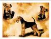 Airdale Terrier Trio Notecard Set - 12 Note Cards By Ruth Maystead view 1