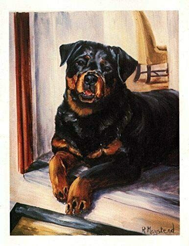 Rottweiler Looking Out Notecard Set - 12 Note Cards By Ruth Maystead