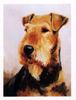 Airdale Terrier Portrait Notecard Set - 12 Note Cards By Ruth Maystead view 1