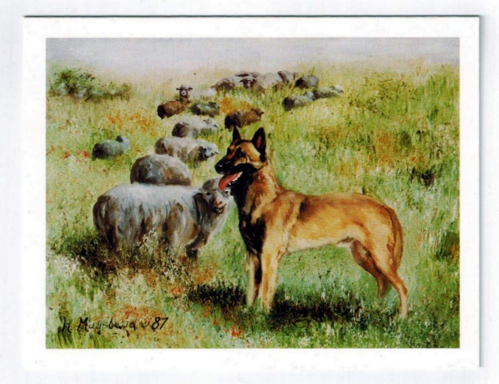Belgian Malinois With Sheep Notecard Set - 12 Note Cards By Ruth Maystead