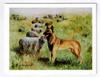 Belgian Malinois With Sheep Notecard Set - 12 Note Cards By Ruth Maystead view 1