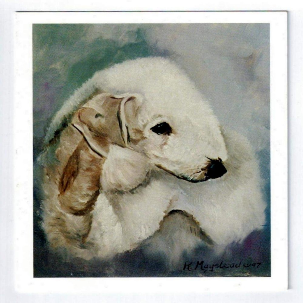 Bedlington Terrier Portrait Notecard Set - 12 Note Cards By Ruth Maystead