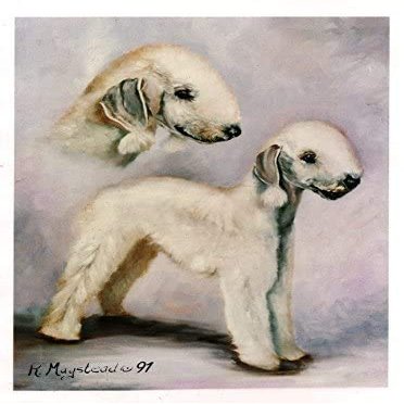 Bedlington Terrier Pair Notecard Set - 12 Note Cards By Ruth Maystead