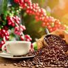 Lion Coffee 3-Pack Hazelnut Flavored Ground Coffee, Light Roast, A Taste of Aloha - 10 Ounce Bags (Pack of Three) view 3