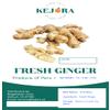 Kejora Premium Grown Fresh Ginger Root (15) view 3