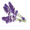 Pure Lavender Essential Oil Massage Oil for Deep Tissue Massage Therapy Blended with Jojoba Oil and Other Rich Oils and Natural Bulk Lavender Massage Oil - 32 Ounces - Cocojojo view 3