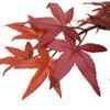 SilksAreForever 20" Hx16 W Silk Maple Bonsai Tree w/Planter -Burgundy/Red view 3