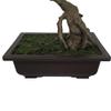 SilksAreForever 20" Hx12 W Silk Cherry Blossom Flowering Bonsai Tree w/Planter -White view 4