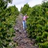 100% Kona Coffee - Low Elevation, Med/Dark view 2