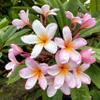 100% Natural Process - Ka'u, Hawaii view 2
