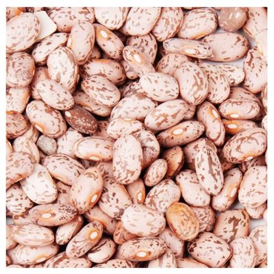 Bush Bean Pinto Bean Seeds