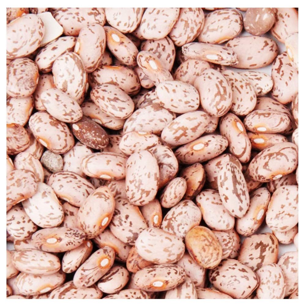 Bush Bean Pinto Bean Seeds