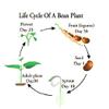 Bush Bean Pinto Bean Seeds view 2