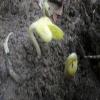 Bush Bean Pinto Bean Seeds view 3