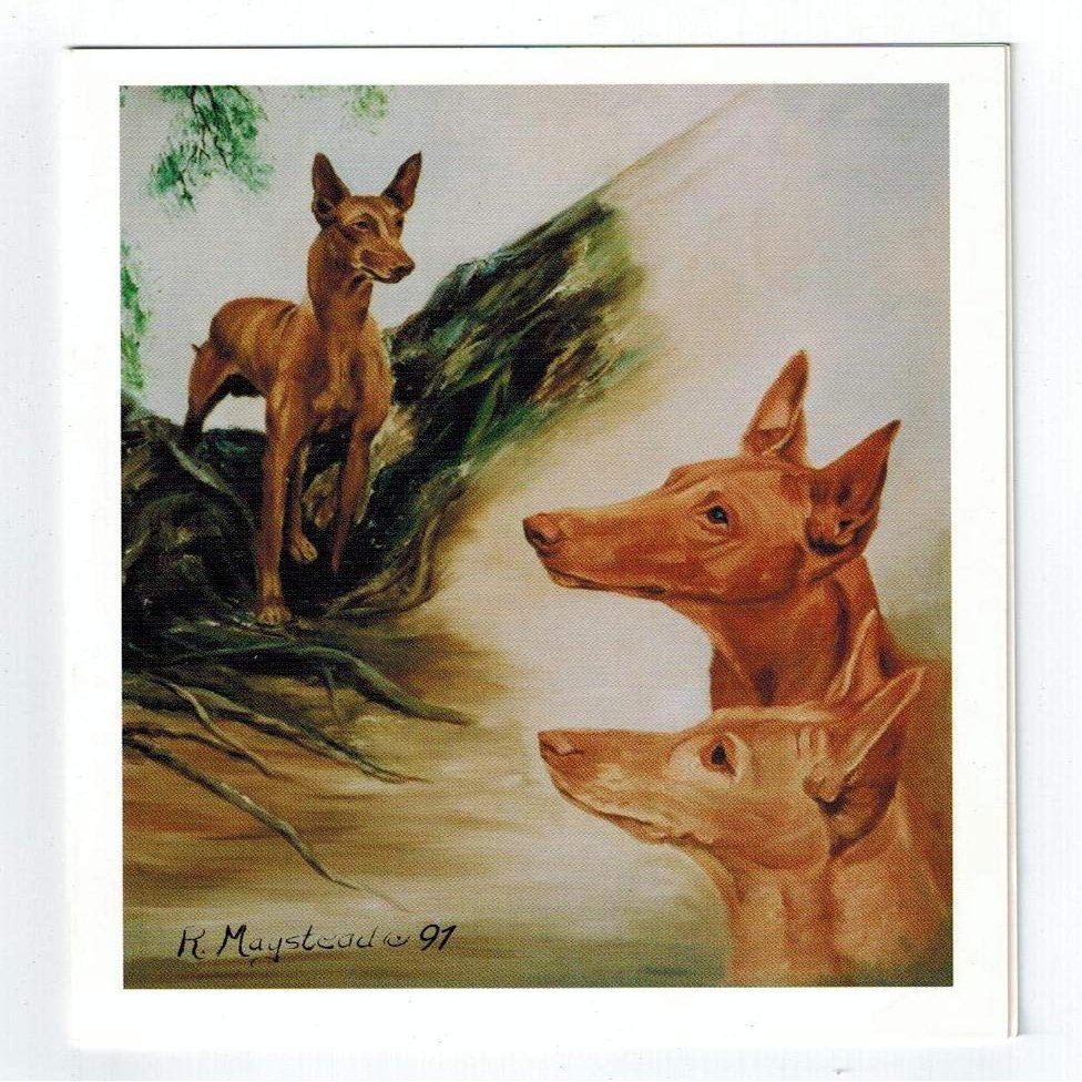 3 Pharoah Hound Notecard Set - 6 Note Cards By Ruth Maystead