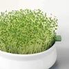 8 oz Chia Seed, Chia Seeds, Microgreen, Sprouting, 8 OZ, Non GMO - Country Creek Acres Brand - High Germination- Edible Seeds, Gardening, Hydroponics, Growing Sprouts, Juicing view 2