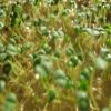 8 oz Chia Seed, Chia Seeds, Microgreen, Sprouting, 8 OZ, Non GMO - Country Creek Acres Brand - High Germination- Edible Seeds, Gardening, Hydroponics, Growing Sprouts, Juicing view 3