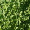 8 oz Chia Seed, Chia Seeds, Microgreen, Sprouting, 8 OZ, Non GMO - Country Creek Acres Brand - High Germination- Edible Seeds, Gardening, Hydroponics, Growing Sprouts, Juicing view 4