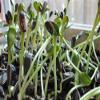Sunflower Sprouting Seed Non GMO - 16 oz - Country Creek Acre Brand - Sunflower Seed for Sprouts, Garden Planting, Cooking, Soup, Emergency Food Storage, Gardening, Juicing, Cover Crop view 3