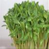 Sunflower Sprouting Seed Non GMO - 16 oz - Country Creek Acre Brand - Sunflower Seed for Sprouts, Garden Planting, Cooking, Soup, Emergency Food Storage, Gardening, Juicing, Cover Crop view 4