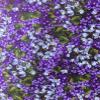 Cervical Neck Hot Cold Herbal Pack, Herbal Pack, Heat Wrap, Organic, Flax Seed, Heat Pack, Microwave Therapy, Lilac Garden view 3