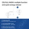 CELFULL NADH Supplement 40mg Enchance NMN Alternative NAD+ Supplement for Immune Support Anti-Aging Boost Brain Cognition & Chronic Fatigue Supplements view 2