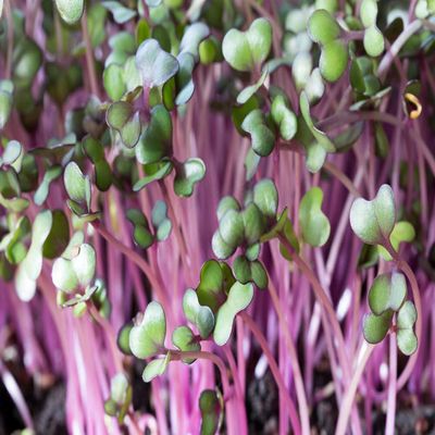 100+ pk Rambo Radish Seed, Home Garden, Sprouting Seeds