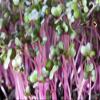 100+ pk Rambo Radish Seed, Home Garden, Sprouting Seeds view 1