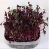 100+ pk Rambo Radish Seed, Home Garden, Sprouting Seeds view 2