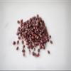 Amish Country Popcorn | 25 lbs Bag | Red Popcorn Kernels | Old Fashioned, Non-GMO and Gluten Free (Red - 25 lbs Bag) view 2