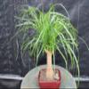 Ponytail Palm Bonsai Tree (Small) view 1