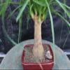Ponytail Palm Bonsai Tree (Small) view 2