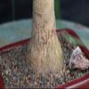 Ponytail Palm Bonsai Tree (Small) view 3