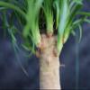 Ponytail Palm Bonsai Tree (Small) view 4
