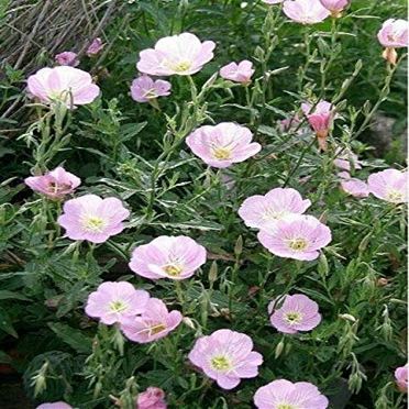 Evening Primrose- Showy Pink (Oenothera Speciosa)- 500 Sds