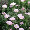 Evening Primrose- Showy Pink (Oenothera Speciosa)- 500 Sds view 1