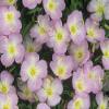 Evening Primrose- Showy Pink (Oenothera Speciosa)- 500 Sds view 2