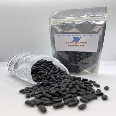 Black Valentine,50 Count Beans- "COOL BEANS n SPROUTS" Brand. Home Gardening.