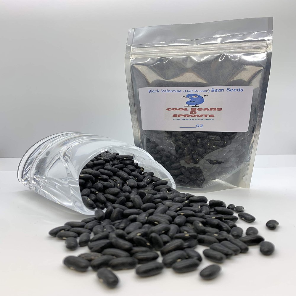 Black Valentine,50 Count Beans- "COOL BEANS n SPROUTS" Brand. Home Gardening.