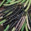 Black Valentine,50 Count Beans- "COOL BEANS n SPROUTS" Brand. Home Gardening. view 3