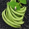 Beans- Black Valentine, 500 Count "COOL BEANS n SPROUTS" Brand. Home Gardening. view 2