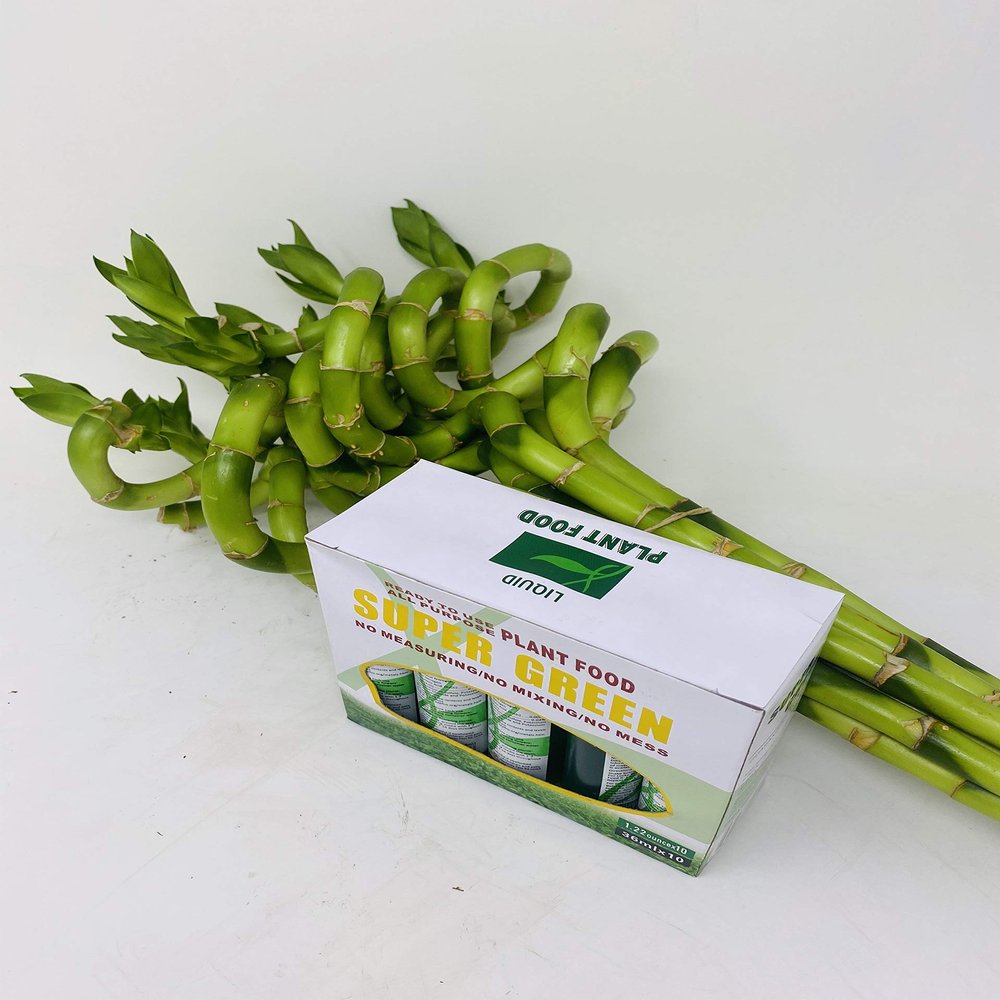 jmbamboo-10 Stalks of 8 Inches Spiral Lucky Bamboo, 10 Bottles of mo'green Lucky Bamboo Fertilizer Plant Food By jmbambo