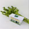 jmbamboo-10 Stalks of 8 Inches Spiral Lucky Bamboo, 10 Bottles of mo'green Lucky Bamboo Fertilizer Plant Food By jmbambo view 1