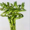 jmbamboo-10 Stalks of 8 Inches Spiral Lucky Bamboo, 10 Bottles of mo'green Lucky Bamboo Fertilizer Plant Food By jmbambo view 2