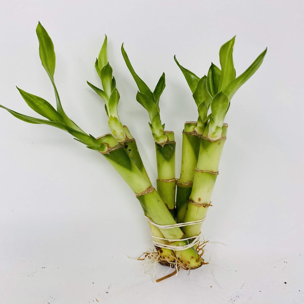 5 Stalks of 4'' Straight Lucky Bamboo From Jmbamboo